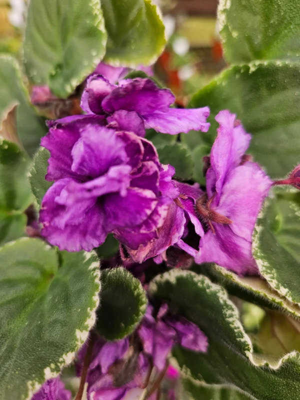 Wrangler's Banjo Dancing African Violet Live Plant 4 Inch Pot Indoor Houseplant - Image 1
