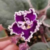Wranglers Spanish Cavalier African Violet Live Plant - 4 Inch Pot Indoor - Image 1
