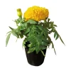 Yellow African Marigold Live Plant – 5-7 Inch Tall Vibrant Flower – Indoor/Outdoor - Image 1