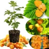 Yellow Anne Raspberry Plant Live Bare Root Cane, 6-12 Inch Tall, Outdoor Edible Berry Yellow Anne Raspberry Plant Live Bare Root Cane, 6-12 Inch Tall, Outdoor Edible Berry - Image 1