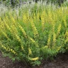 Yellow Baptisia False Indigo Live Plant – 6-8 Inch Tall Potted Perennial - Image 1