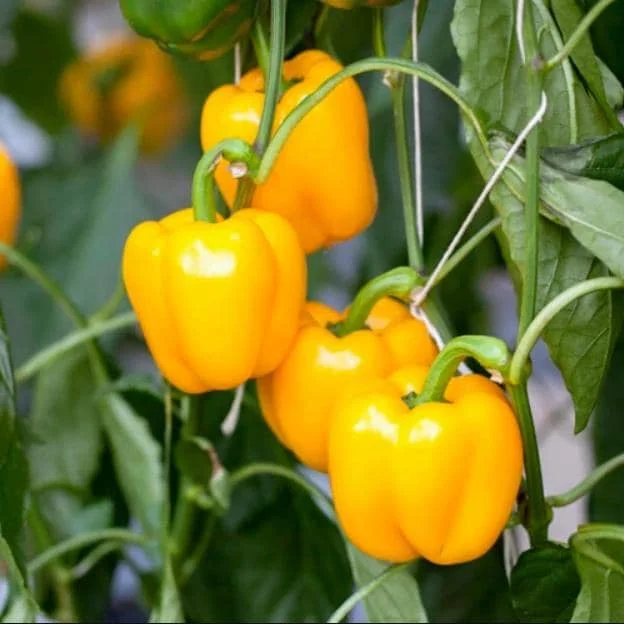 Yellow Bell Pepper Live Plant - 3-5 Inch Tall, 2 Plants for Garden Yellow Bell Pepper Live Plant - 3-5 Inch Tall, 2 Plants for Garden - Image 2