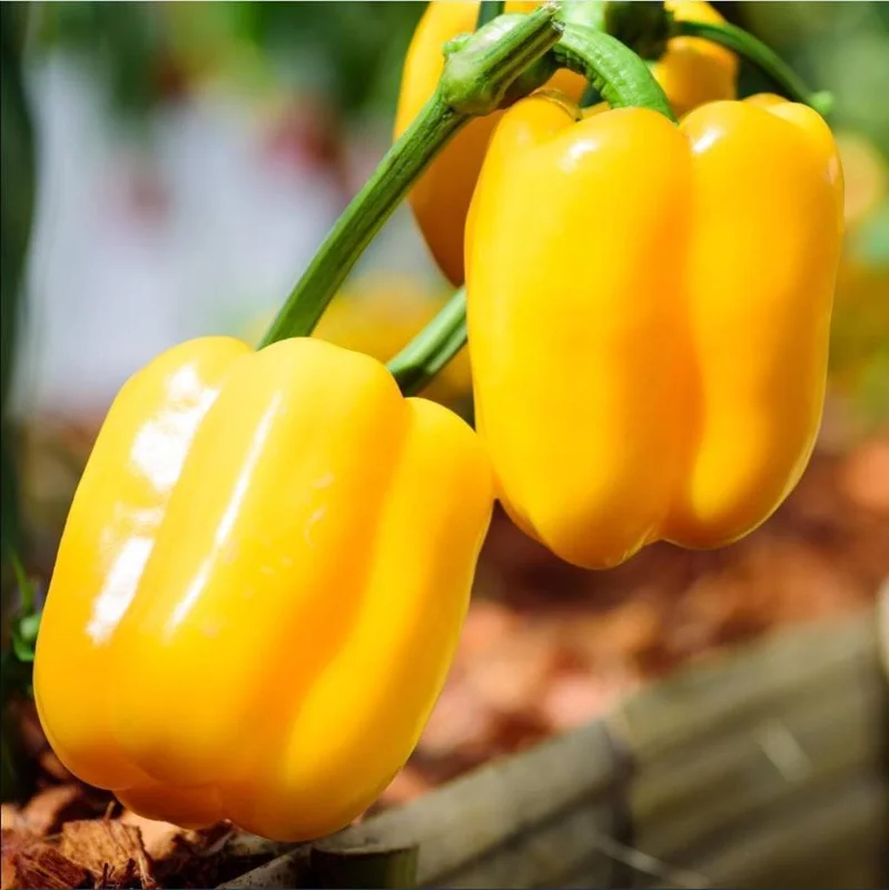 Yellow Bell Pepper Live Plant - 3-5 Inch Tall, 2 Plants for Garden Yellow Bell Pepper Live Plant - 3-5 Inch Tall, 2 Plants for Garden - Image 3
