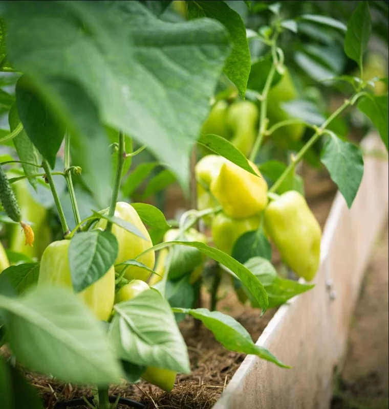 Yellow Bell Pepper Live Plant - 3-5 Inch Tall, 2 Plants for Garden Yellow Bell Pepper Live Plant - 3-5 Inch Tall, 2 Plants for Garden - Image 4