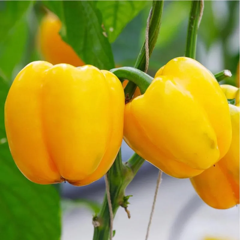 Yellow Bell Pepper Live Plant - 3-5 Inch Tall, 2 Plants for Garden Yellow Bell Pepper Live Plant - 3-5 Inch Tall, 2 Plants for Garden - Image 6