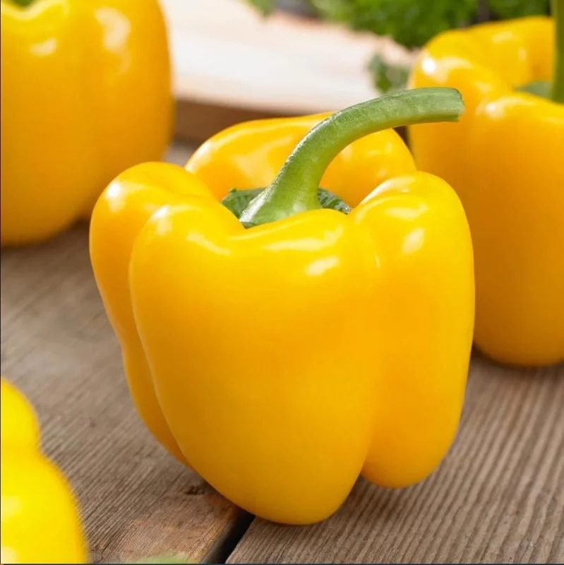 Yellow Bell Pepper Live Plant - 3-5 Inch Tall, 2 Plants for Garden Yellow Bell Pepper Live Plant - 3-5 Inch Tall, 2 Plants for Garden - Image 7