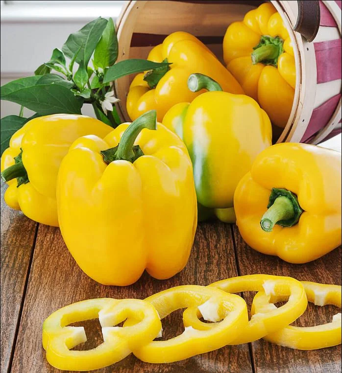 Yellow Bell Pepper Live Plant - 3-5 Inch Tall, 2 Plants for Garden Yellow Bell Pepper Live Plant - 3-5 Inch Tall, 2 Plants for Garden - Image 8