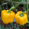 Yellow Bell Pepper Live Plant, 4-6 Inch, 4 Inch Pot - Sweet Vegetable Yellow Bell Pepper Live Plant, 4-6 Inch, 4 Inch Pot - Sweet Vegetable - Image 1