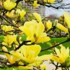 Yellow Bird Magnolia Tree Live Plant - 6-12 Inches Tall, Tulip-Shaped Flowers, Outdoor - Image 1