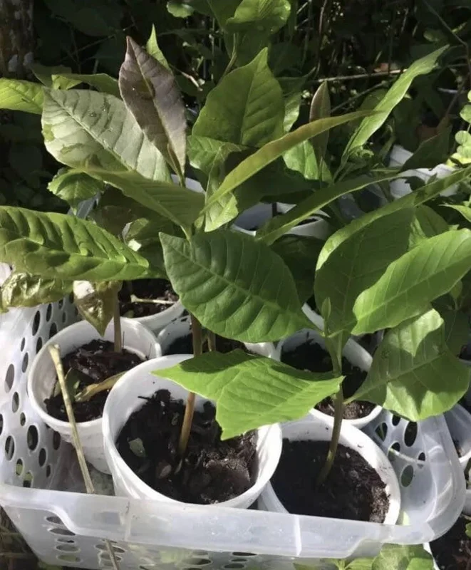 Yellow Cashew Tree Live Plant - 4-8 inch Tropical Fruit Tree for Outdoor - Image 2