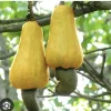 Yellow Cashew Tree Live Plant - 4-8 inch Tropical Fruit Tree for Outdoor - Image 1