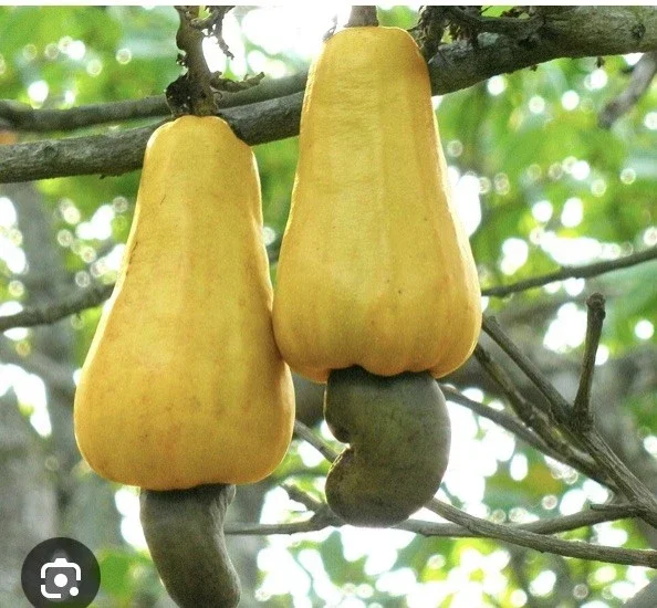 Yellow Cashew Tree Live Plant - 4-8 inch Tropical Fruit Tree for Outdoor - Image 1