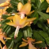 Yellow Christmas Cactus Live Plant - Schlumbergera Succulent Houseplant in 2 Inch Pot - Image 1