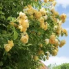 Yellow Climbing Rose Bare Root Plant – Golden Roses – 3-7 Inch Tall – Outdoor - Image 1