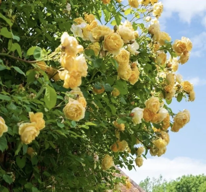 Yellow Climbing Rose Bare Root Plant – Golden Roses – 3-7 Inch Tall – Outdoor - Image 1