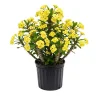 Yellow Crown of Thorns Live Plant - 4 Inch Pot - Euphorbia Milii Indoor - Image 1