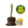Yellow Dragon Fruit Live Plant - Climbing Cactus, 4-7 Inches Tall, Outdoor Yellow Dragon Fruit Live Plant - Climbing Cactus, 4-7 Inches Tall, Outdoor - Image 1