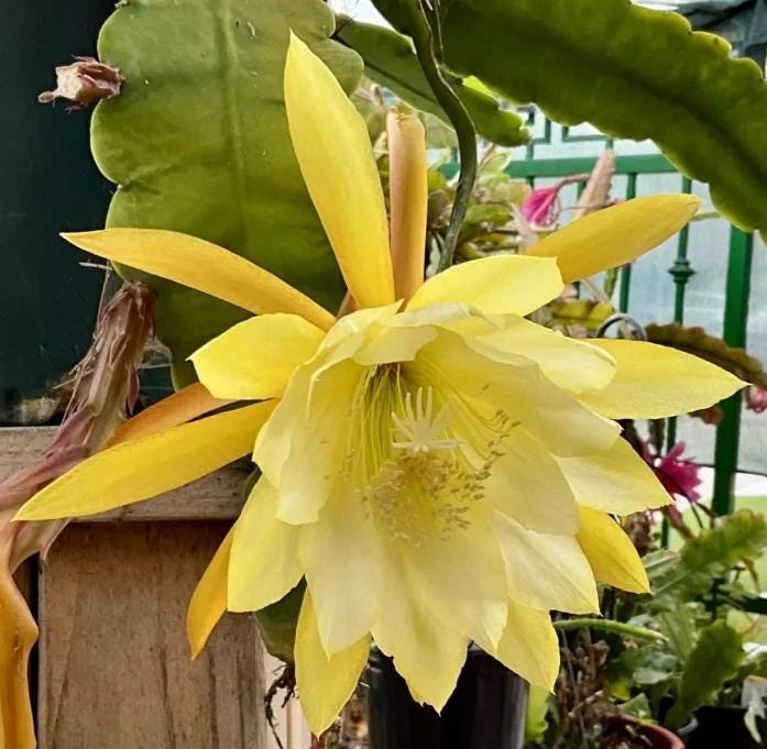 Yellow Epiphyllum Orchid Cactus Live Plant – 2 Plants in 4 Inch Pot – Flowering Houseplant Yellow Epiphyllum Orchid Cactus Live Plant – 2 Plants in 4 Inch Pot – Flowering Houseplant - Image 2