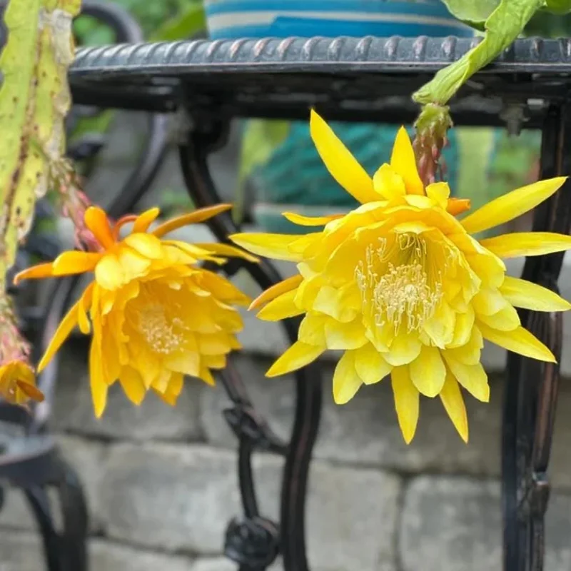 Yellow Epiphyllum Orchid Cactus Live Plant – 2 Plants in 4 Inch Pot – Flowering Houseplant Yellow Epiphyllum Orchid Cactus Live Plant – 2 Plants in 4 Inch Pot – Flowering Houseplant - Image 3