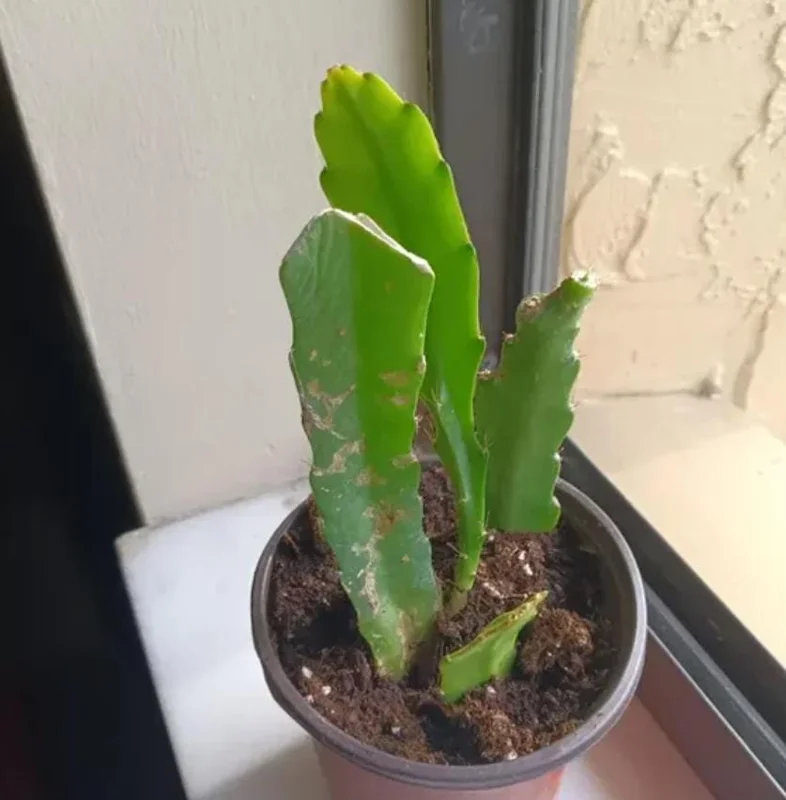 Yellow Epiphyllum Orchid Cactus Live Plant – 2 Plants in 4 Inch Pot – Flowering Houseplant Yellow Epiphyllum Orchid Cactus Live Plant – 2 Plants in 4 Inch Pot – Flowering Houseplant - Image 4