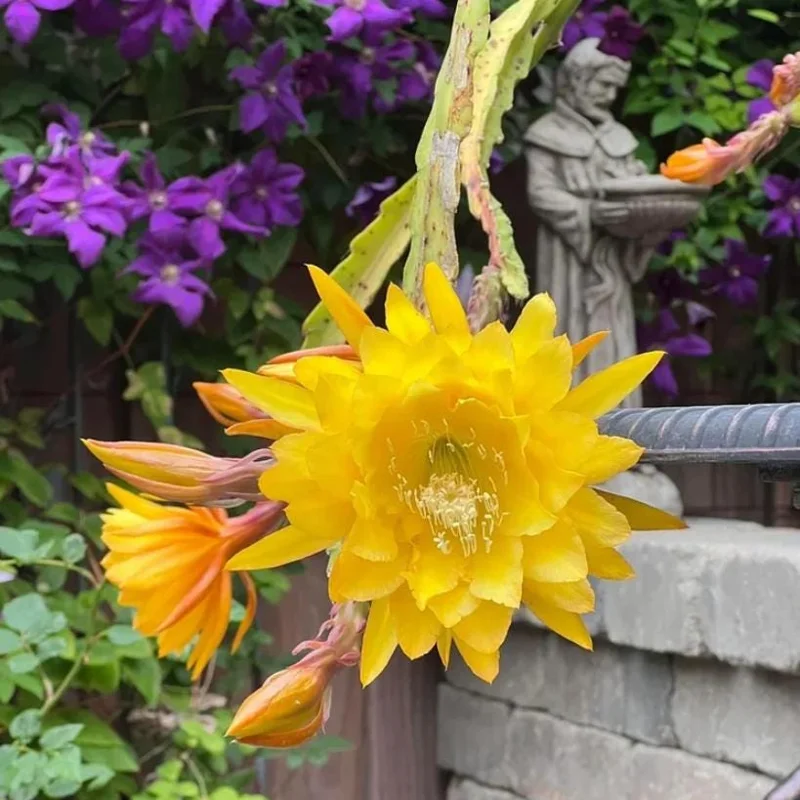 Yellow Epiphyllum Orchid Cactus Live Plant – 2 Plants in 4 Inch Pot – Flowering Houseplant Yellow Epiphyllum Orchid Cactus Live Plant – 2 Plants in 4 Inch Pot – Flowering Houseplant - Image 5