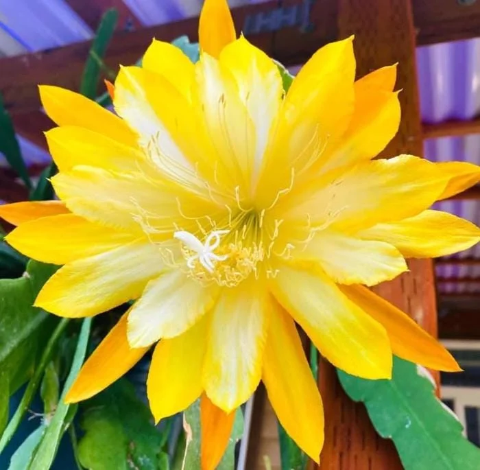 Yellow Epiphyllum Orchid Cactus Live Plant – 2 Plants in 4 Inch Pot – Flowering Houseplant Yellow Epiphyllum Orchid Cactus Live Plant – 2 Plants in 4 Inch Pot – Flowering Houseplant - Image 6
