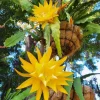Yellow Epiphyllum Orchid Cactus Live Plant – 2 Plants in 4 Inch Pot – Flowering Houseplant - Image 1