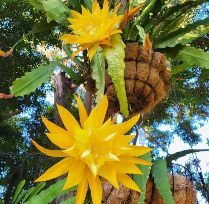 Yellow Epiphyllum Orchid Cactus Live Plant – 2 Plants in 4 Inch Pot – Flowering Houseplant Yellow Epiphyllum Orchid Cactus Live Plant – 2 Plants in 4 Inch Pot – Flowering Houseplant - Image 1