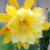 Yellow Epiphyllum Orchid Cactus Live Plant for Planting - 4 Inch Pot Yellow Epiphyllum Orchid Cactus Live Plant for Planting - 4 Inch Pot - Image 1