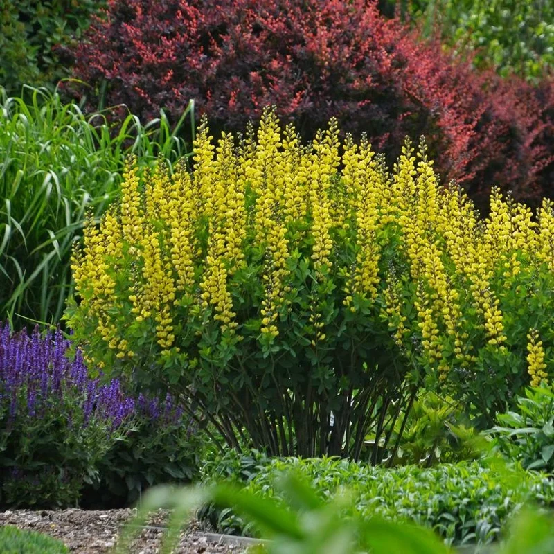 Yellow False Indigo Seeds - 100 Count Perennial Outdoor Plant Yellow False Indigo Seeds - 100 Count Perennial Outdoor Plant - Image 2