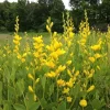 Yellow False Indigo Seeds (Baptisia tinctoria) - 100 Count Perennial - Image 1