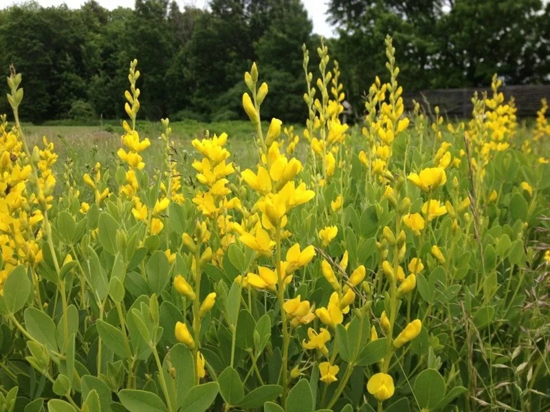 Yellow False Indigo Seeds (Baptisia tinctoria) - 100 Count Perennial - Image 1