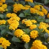 Yellow Lantana Live Plant – 5-7 Inch Tall Starter – Outdoor Perennial Flower - Image 1