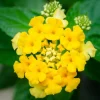 Yellow Lantana Live Plant – 5-7 Inch Tall Starter – Outdoor Flowering Perennial - Image 1
