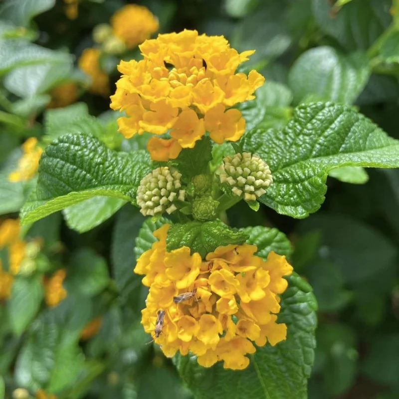 Yellow Lantana Live Plant – Perennial Flower – 4 Inches Tall – Indoor Outdoor Yellow Lantana Live Plant – Perennial Flower – 4 Inches Tall – Indoor Outdoor - Image 2