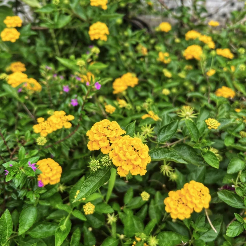 Yellow Lantana Live Plant – Perennial Flower – 4 Inches Tall – Indoor Outdoor Yellow Lantana Live Plant – Perennial Flower – 4 Inches Tall – Indoor Outdoor - Image 3