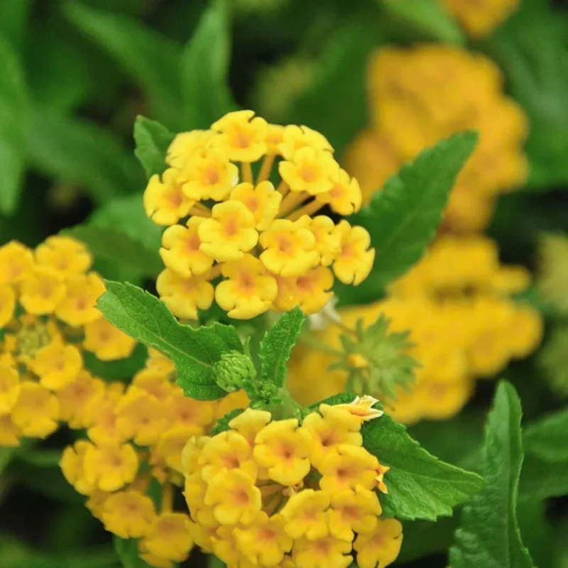 Yellow Lantana Live Plant – Perennial Flower – 4 Inches Tall – Indoor Outdoor Yellow Lantana Live Plant – Perennial Flower – 4 Inches Tall – Indoor Outdoor - Image 4