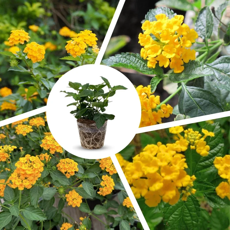 Yellow Lantana Live Plant – Perennial Flower – 4 Inches Tall – Indoor Outdoor Yellow Lantana Live Plant – Perennial Flower – 4 Inches Tall – Indoor Outdoor - Image 5