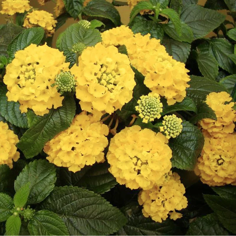Yellow Lantana Live Plant – Perennial Flower – 4 Inches Tall – Indoor Outdoor Yellow Lantana Live Plant – Perennial Flower – 4 Inches Tall – Indoor Outdoor - Image 6