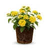 Yellow Lantana Live Plant – Perennial Flower – 4 Inches Tall – Indoor Outdoor - Image 1