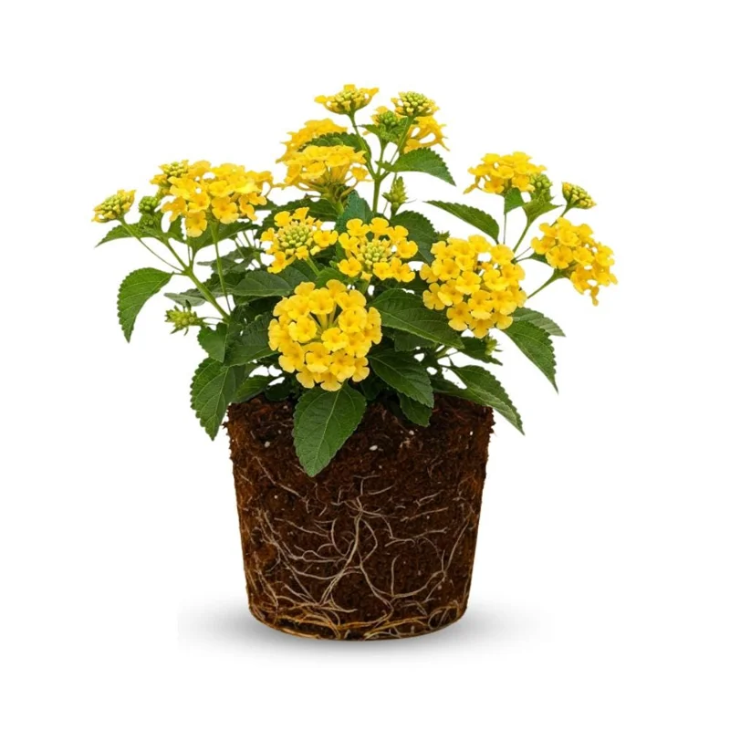 Yellow Lantana Live Plant – Perennial Flower – 4 Inches Tall – Indoor Outdoor Yellow Lantana Live Plant – Perennial Flower – 4 Inches Tall – Indoor Outdoor - Image 1