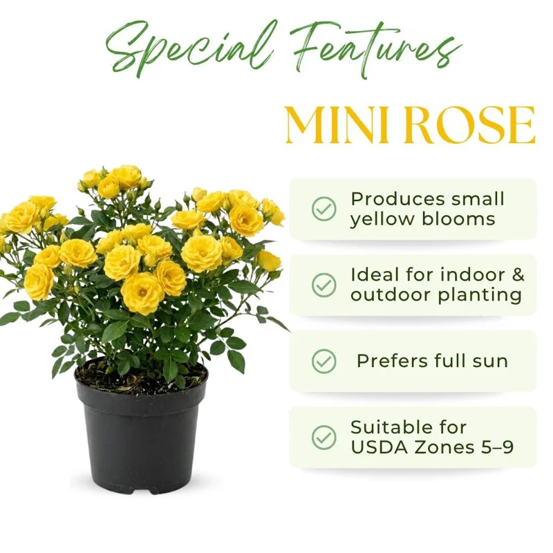 Yellow Mini Rose Live Plant – 4-6 Inch Tall, Vibrant Flowers, Indoor Outdoor - Image 2