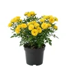 Yellow Mini Rose Live Plant – 4-6 Inch Tall, Vibrant Flowers, Indoor Outdoor - Image 1
