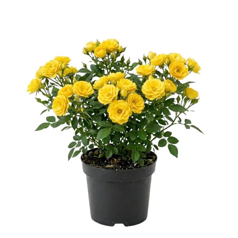 Yellow Mini Rose Live Plant – 4-6 Inch Tall, Vibrant Flowers, Indoor Outdoor - Image 1