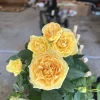 Yellow Miniature Rose Bush Live Plant – 3-8 Inch Tall – Outdoor/Indoor - Image 1