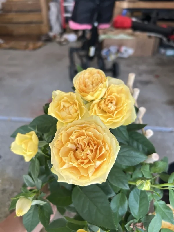 Yellow Miniature Rose Bush Live Plant – 3-8 Inch Tall – Outdoor/Indoor Yellow Miniature Rose Bush Live Plant – 3-8 Inch Tall – Outdoor/Indoor - Image 1