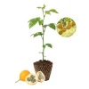 Yellow Passion Fruit Live Plant – 3-5 Inches Tall Passiflora Vine for Trellis Yellow Passion Fruit Live Plant – 3-5 Inches Tall Passiflora Vine for Trellis - Image 1