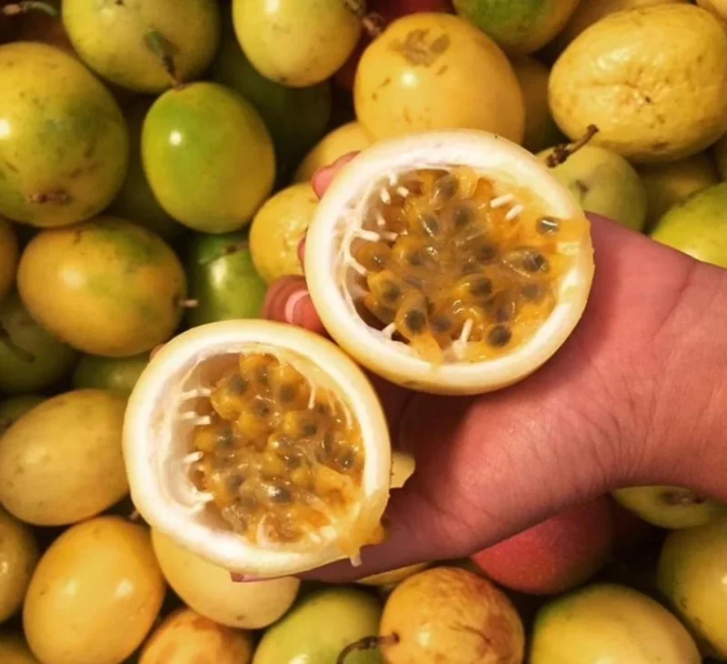 Yellow Passion Fruit Plant Live – Tropical Vine 4 Inch Pot 10-12 Inches Tall Yellow Passion Fruit Plant Live – Tropical Vine 4 Inch Pot 10-12 Inches Tall - Image 3