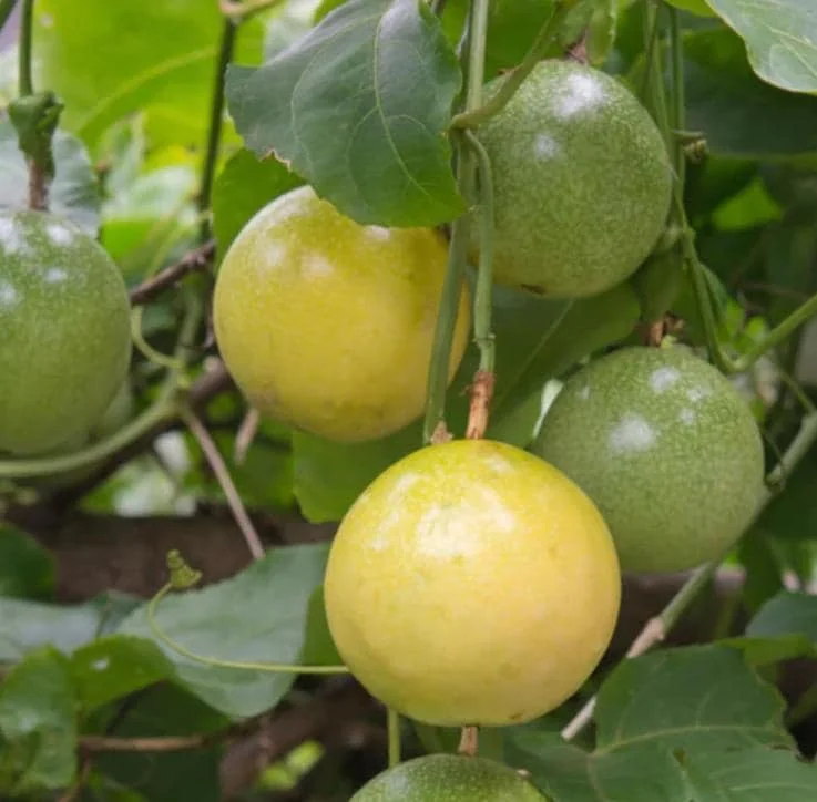 Yellow Passion Fruit Plant Live – Tropical Vine 4 Inch Pot 10-12 Inches Tall Yellow Passion Fruit Plant Live – Tropical Vine 4 Inch Pot 10-12 Inches Tall - Image 5