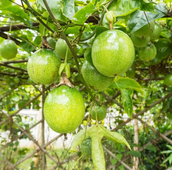 Yellow Passion Fruit Plant Live – Tropical Vine 4 Inch Pot 10-12 Inches Tall Yellow Passion Fruit Plant Live – Tropical Vine 4 Inch Pot 10-12 Inches Tall - Image 6